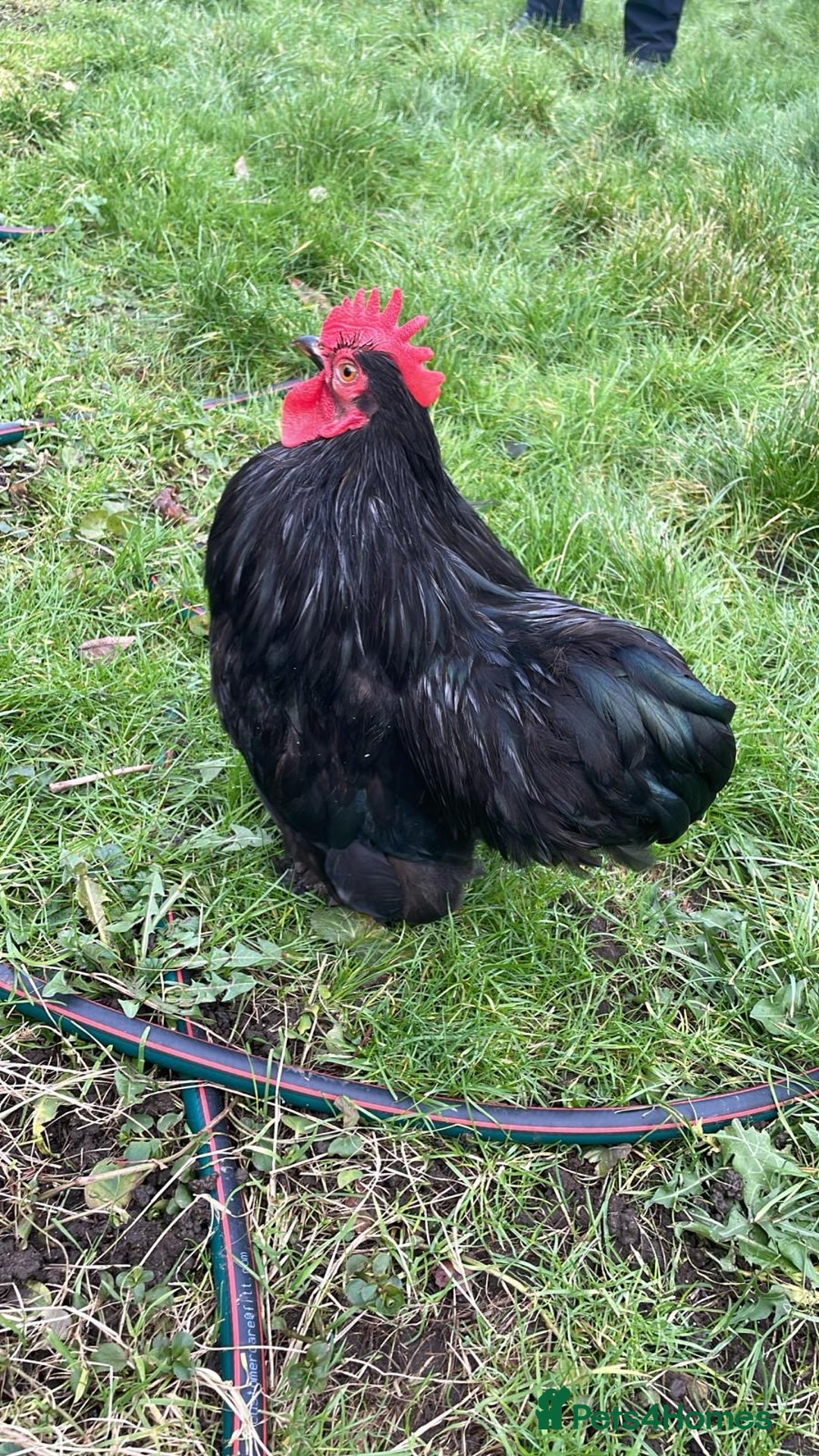 Hens poultry for sale: Lovely roater - Advert 1