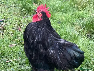 Hens poultry Lovely roater - Advert 15