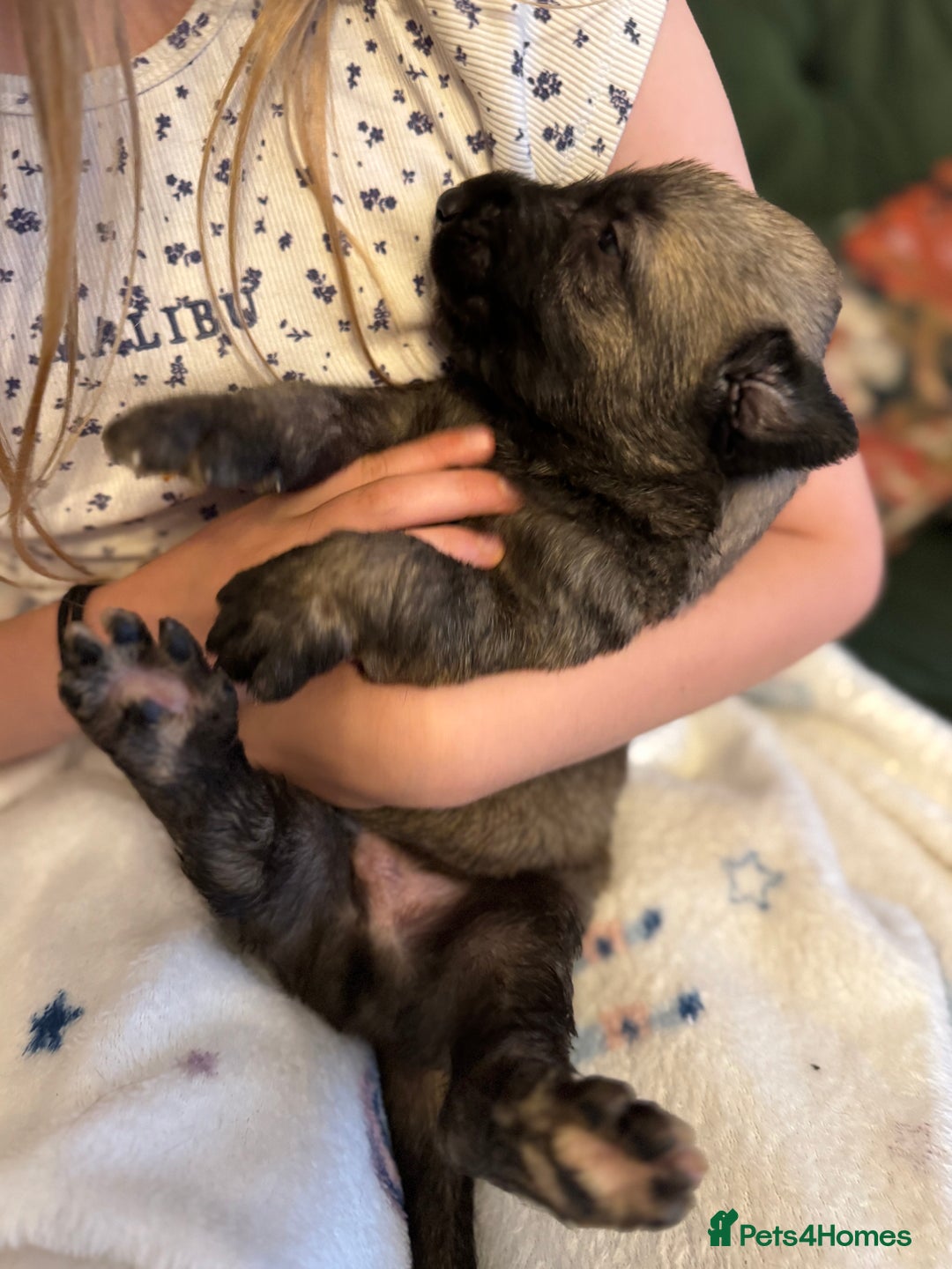 Irish Wolfhound dogs for sale: Stunning litter of Irish Wolfhound puppies - Image 4