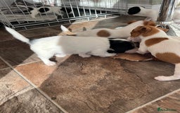 Jack Russell dogs for sale: Stunning little boys and girls - Image 30