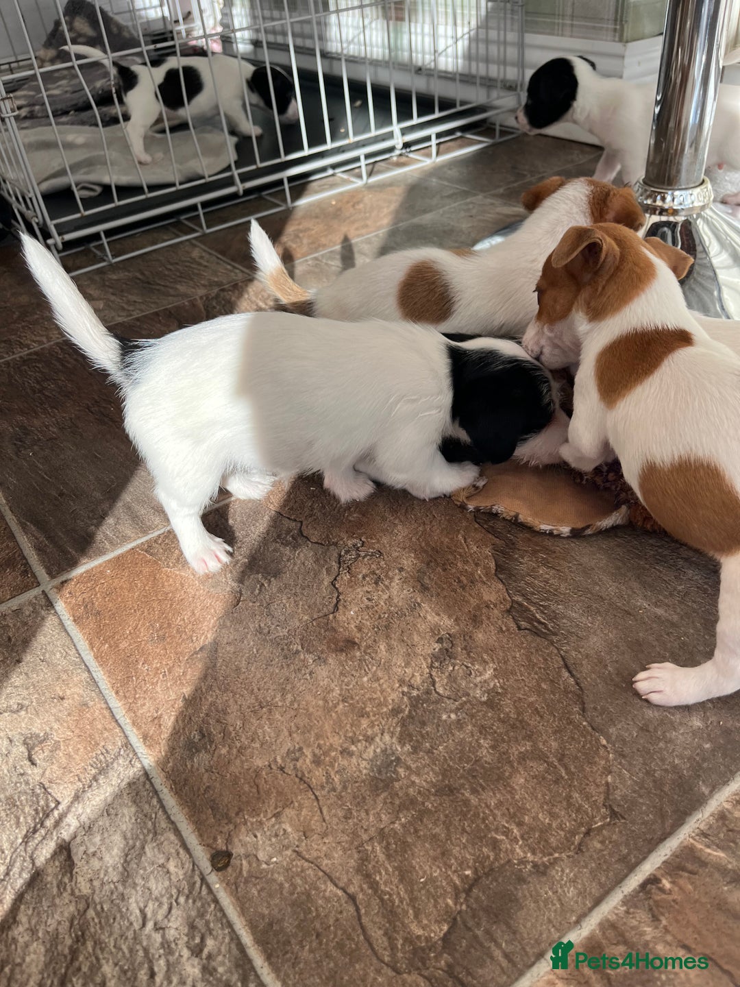 Jack Russell dogs for sale: Stunning little boys and girls - Image 30