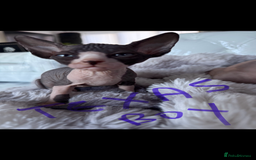 Sphynx cats for sale: canadian sphynx for sale  - Advert 7