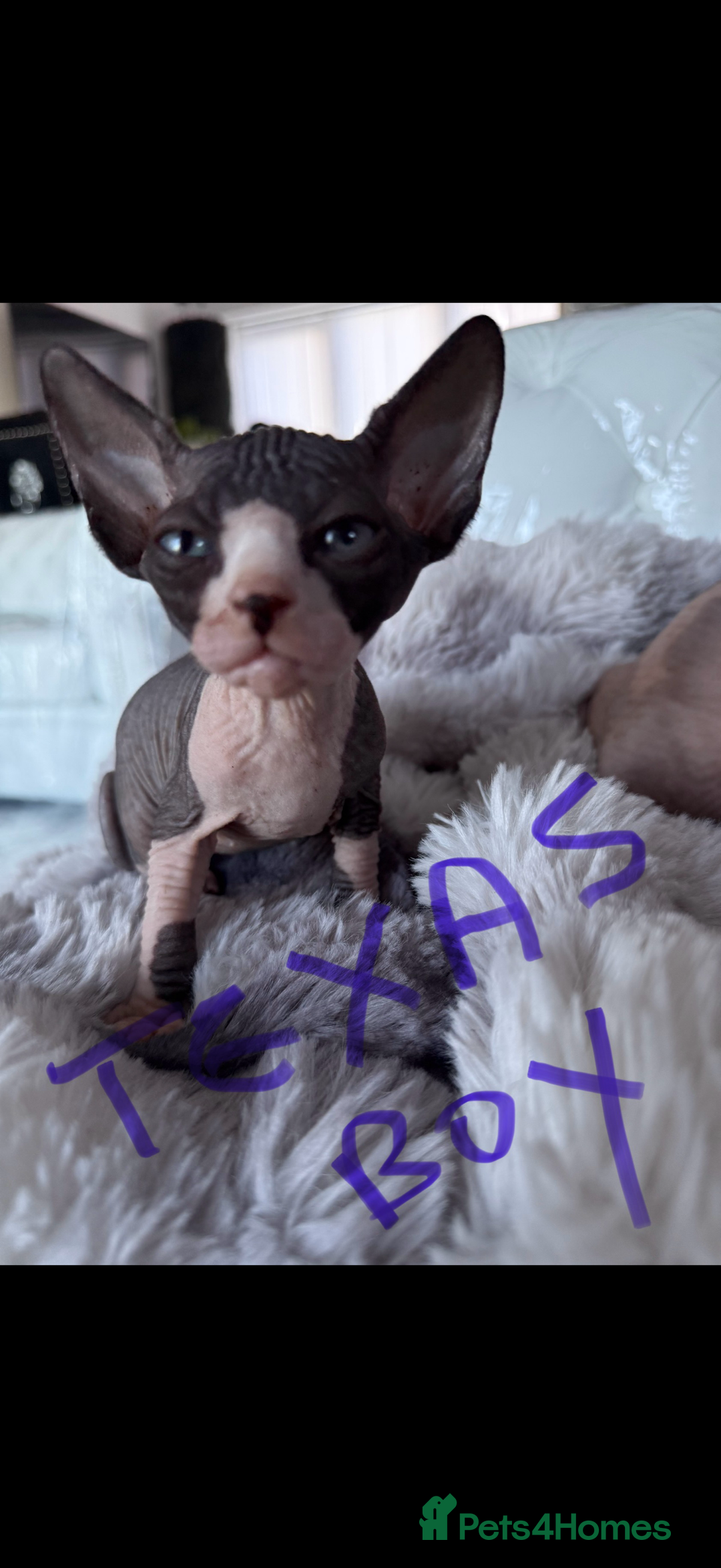 Sphynx cats for sale: canadian sphynx for sale  - Advert 7