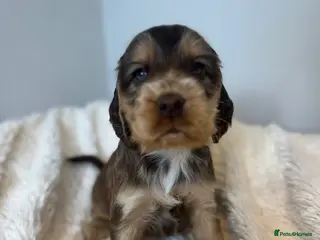 Cocker Spaniel dogs Stunning Show Cocker Spaniels - Advert 4