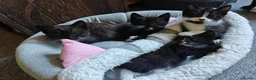 Mixed Breed cats for sale: Adorable kittens - Advert 18