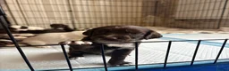 Sprocker dogs for sale: Working sprocker spaniel puppies  - Advert 3