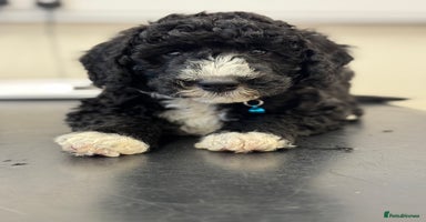 Sheepadoodle dogs - Advert 6