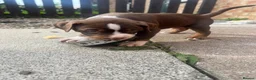 American Bully dogs for sale: American pocket bully  - Advert 25