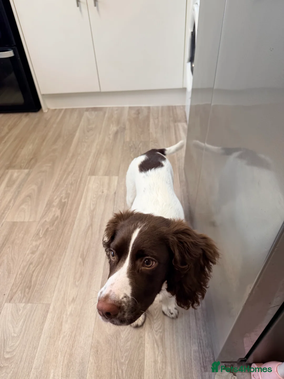 English Springer Spaniel dogs for sale: Male english springer spaniel  in Studley - Advert 5