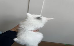 Mixed Breed cats for sale: Kittens  - Image 13