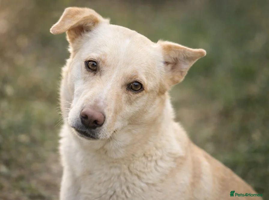 Mixed Breed dogs PANDORA – A Beautiful Soul for a Loving Home - Advert 1