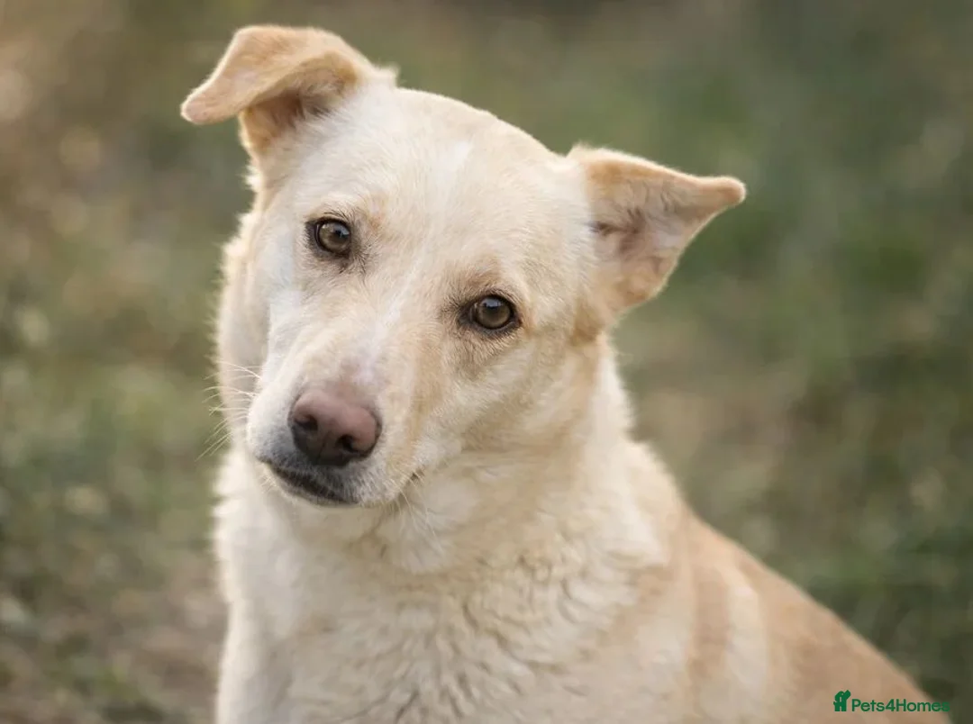 Mixed Breed dogs for adoption: PANDORA – A Beautiful Soul for a Loving Home in Wisbech - Advert 1