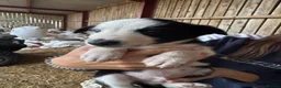 Border Collie dogs for sale: cute border collie pups - Advert 12