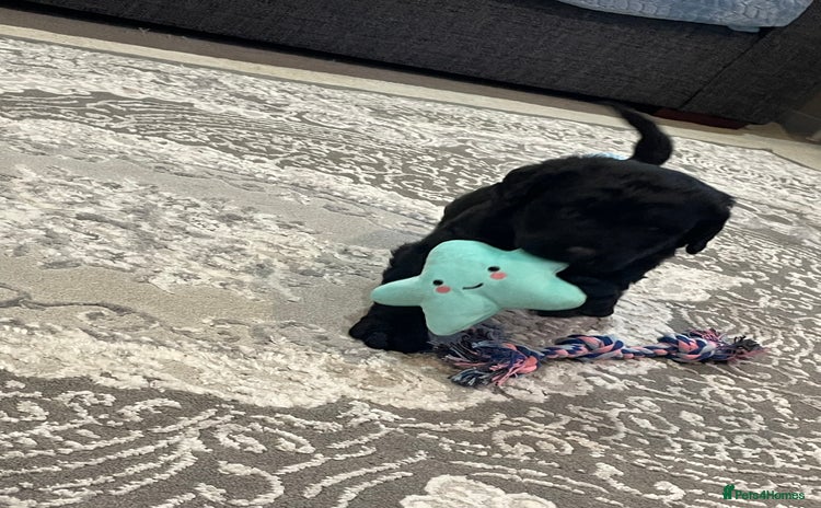 Labradoodle dogs Gorgeous black labradoodles - Advert 2