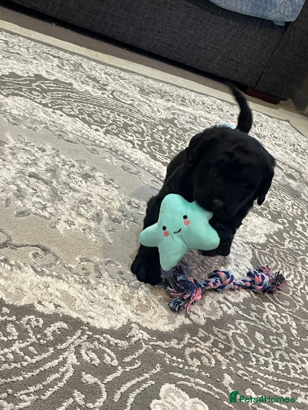 Labradoodle dogs for sale: Gorgeous black labradoodles - Advert 1