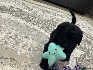 Labradoodle dogs Gorgeous black labradoodles - Advert 1