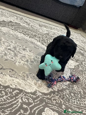 Labradoodle dogs Gorgeous black labradoodles - Advert 2