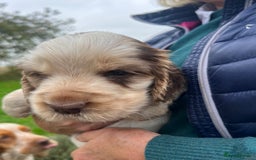 Cocker Spaniel dogs for sale: 🐾Gorgeous Cocker Spaniel Puppies 🐶🐾 - Image 35