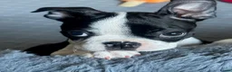 Boston Terrier dogs for sale: Boston Terrier KC Reg 1 Girl ready to go 1950  - Advert 19