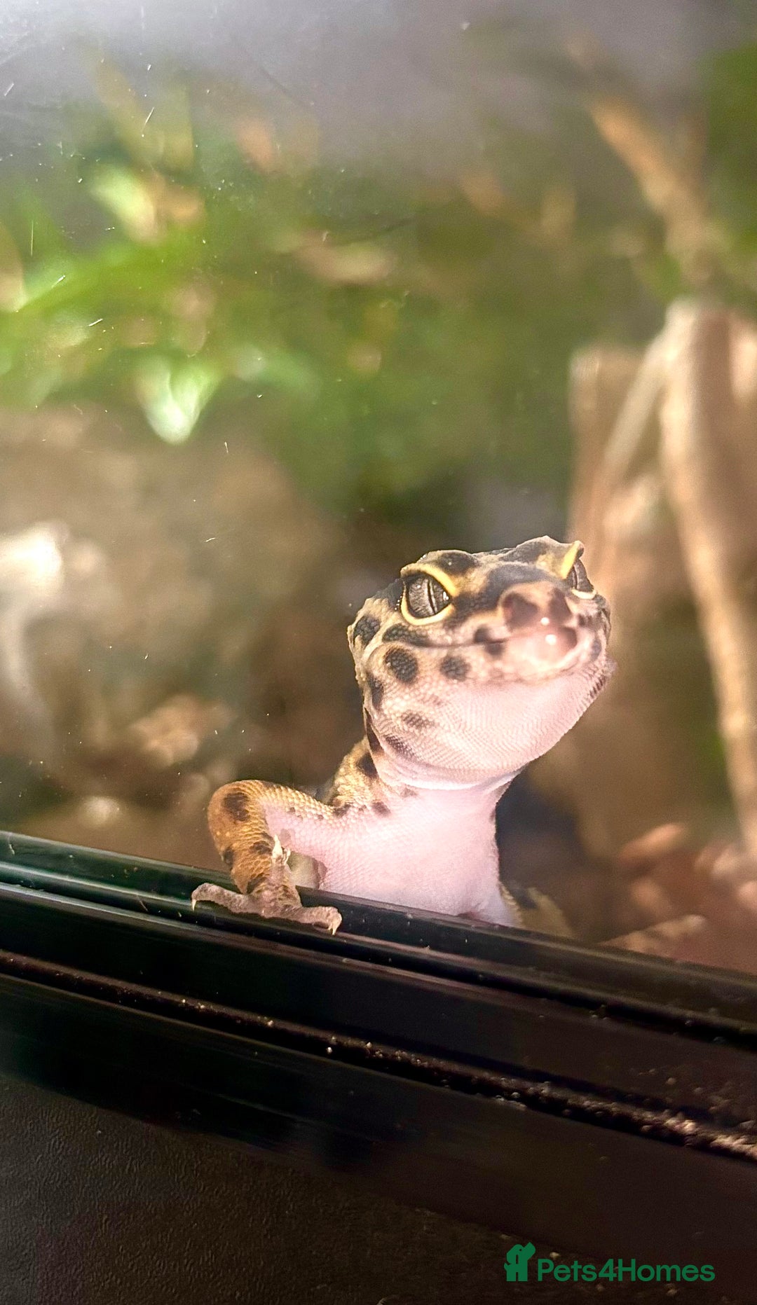 Leopard Gecko reptiles for sale: Zorro Bandit leopard gecko + set up - Advert 2