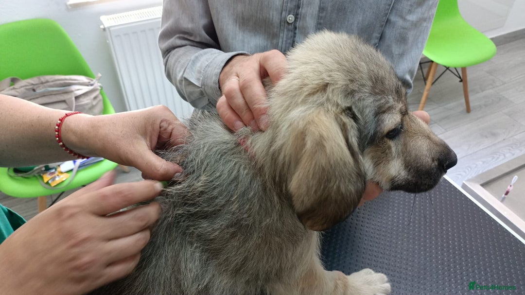Mixed Breed dogs for adoption: SISSY, a Beautiful Young Girl - for a Loving Home - Image 12