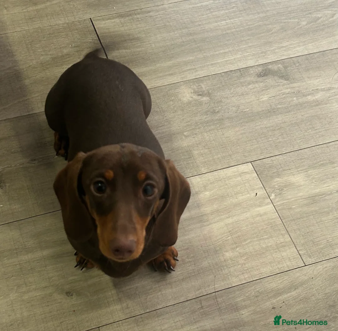 Miniature Dachshund dogs for sale: Miniature Smooth Dachshund   - Advert 1