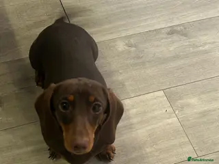 Miniature Dachshund dogs Miniature Smooth Dachshund - Advert 2