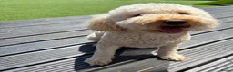 Cavapoochon dogs for sale: Cavapoochon Girl  - Advert 1