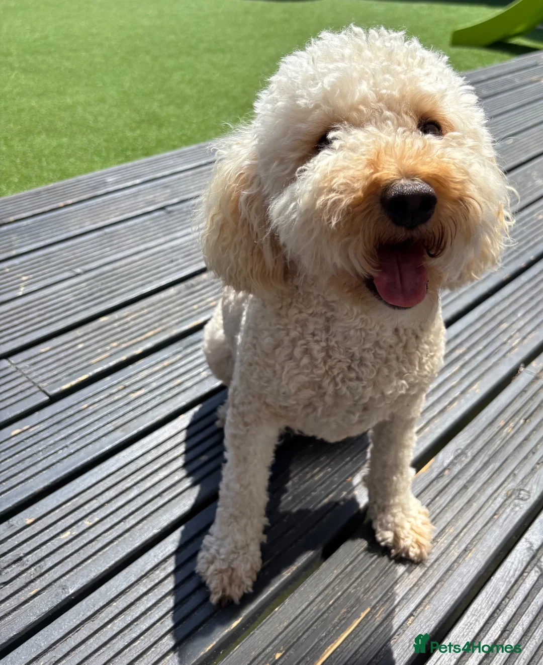 Cavapoochon dogs for sale: Cavapoochon Girl  - Advert 1