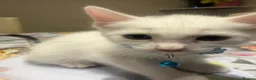 Turkish Angora cats for sale: Mix Turkish Angora kitten - Advert 35