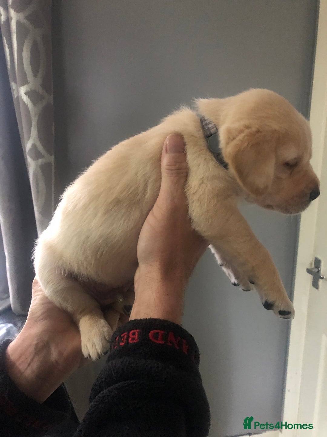 Labrador Retriever dogs for sale: Labrador pups - Advert 24