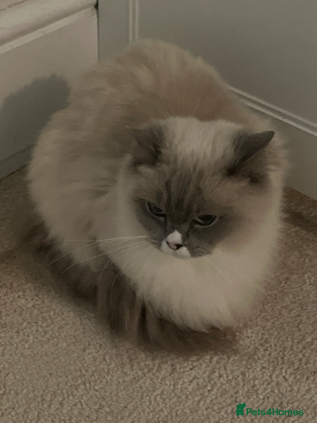 Ragdoll cats for sale: Gorgeous playful male - Advert 7