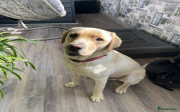 Labrador Retriever dogs for sale: A very gorgeous yellow therapy dog  - Image 13