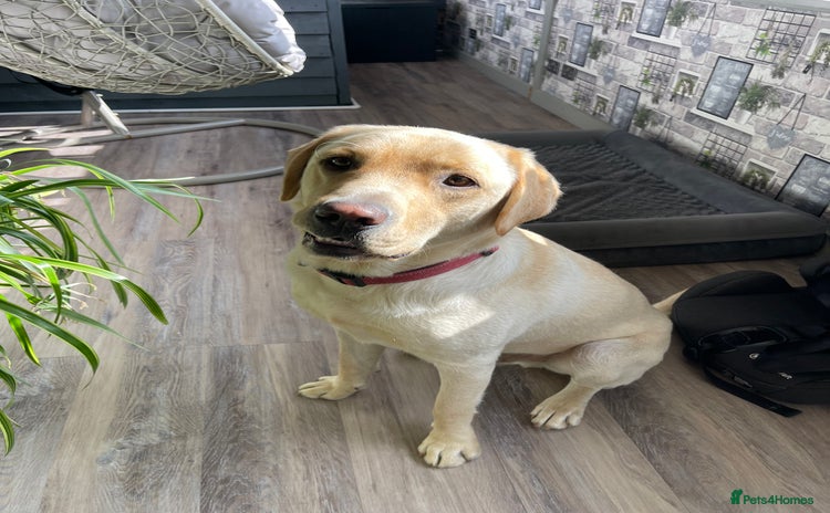 Labrador Retriever dogs - Advert 1