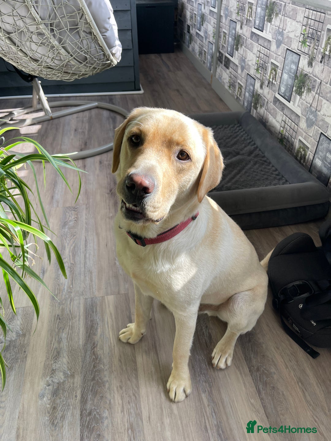 Labrador Retriever dogs for sale: A very gorgeous yellow therapy dog  - Image 13