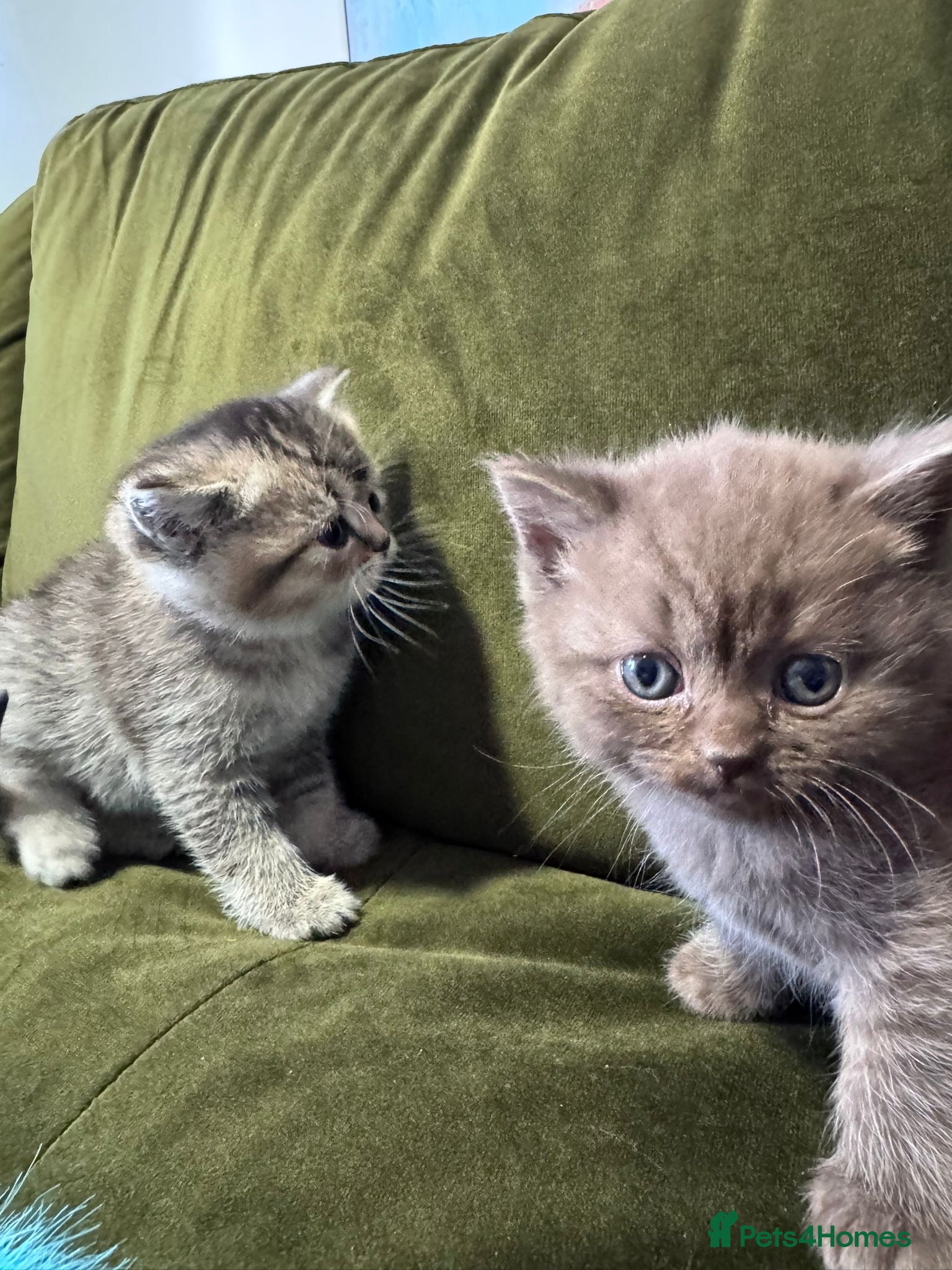 Scottish Fold cats Scottish fold kittens  - Advert 4