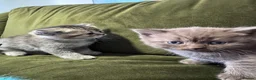 Scottish Fold cats for sale: Scottish fold kittens  - Advert 1