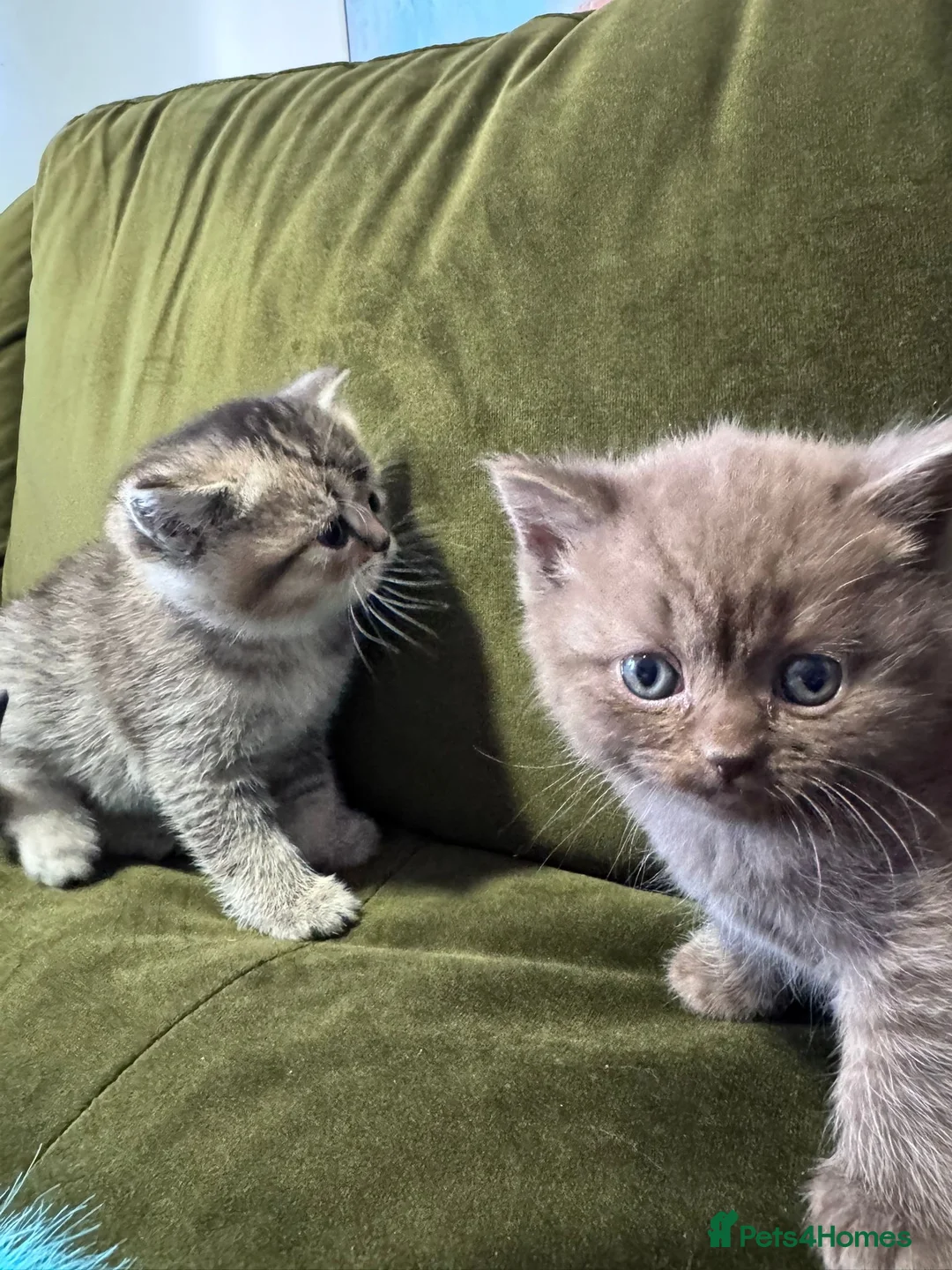 Scottish Fold cats for sale: Scottish fold kittens  - Advert 1