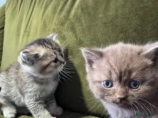 Scottish Fold cats Scottish fold kittens - Advert 2