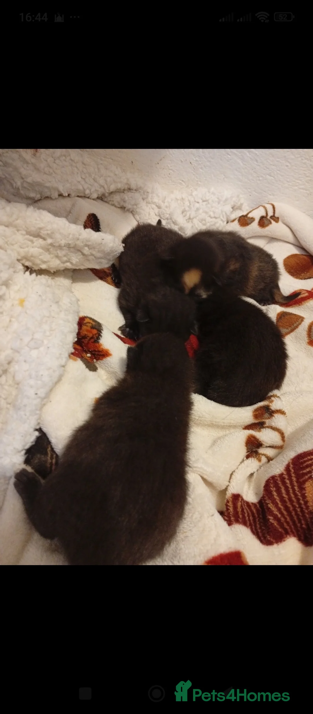 Mixed Breed cats for sale: Four new kittens  in Bedford - Advert 2