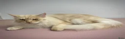 Maine Coon cats for sale: Rehoming Gentle Male Maine Coon - Advert 8