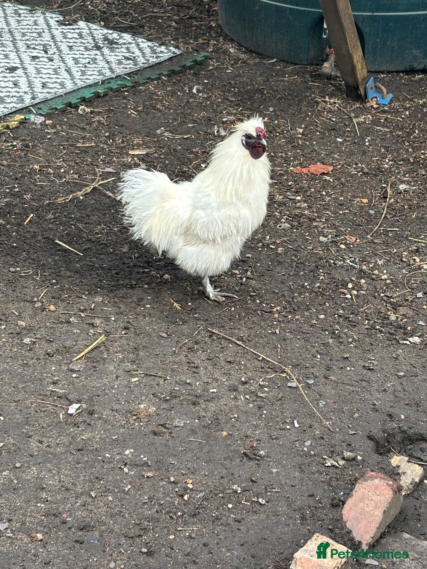 Chickens poultry Silkie cockerel - Advert 1