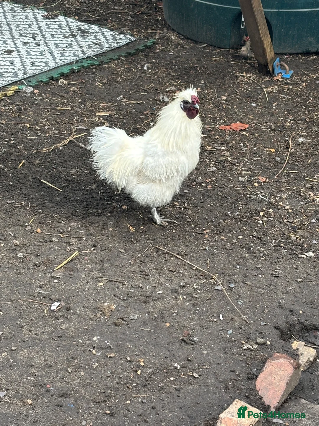 Chickens poultry for sale: Silkie cockerel - Advert 1