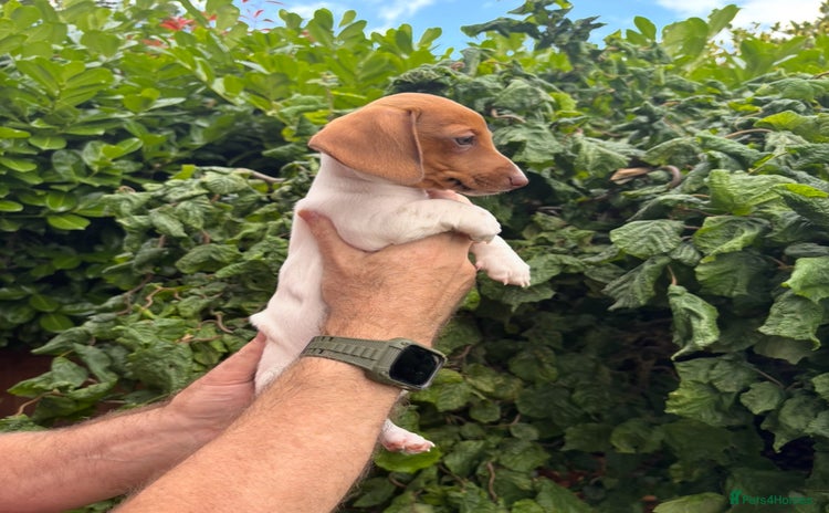 Miniature Dachshund dogs - Advert 3