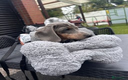 Dachshund dogs for sale: Rehome 4 month old puppy  - Image 2