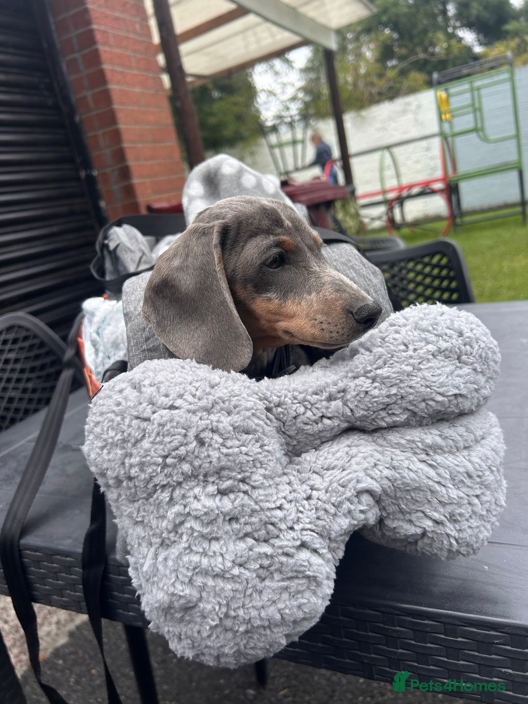 Dachshund dogs for sale: Rehome 4 month old puppy  - Image 2