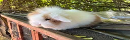 Lionhead rabbits for sale: 4 minilop babies & 1 lionlop girl  - Advert 5
