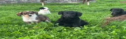 Bordoodle dogs for sale: Bordoodle 2 is the only remaining pup - Advert 15