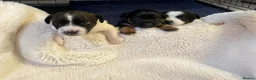 Jack Russell dogs for sale: 3 boy Jack russel pups - Advert 6