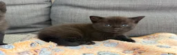 British Shorthair cats for sale: Pedigree British Shorthair Kittens – Ready May - Advert 10